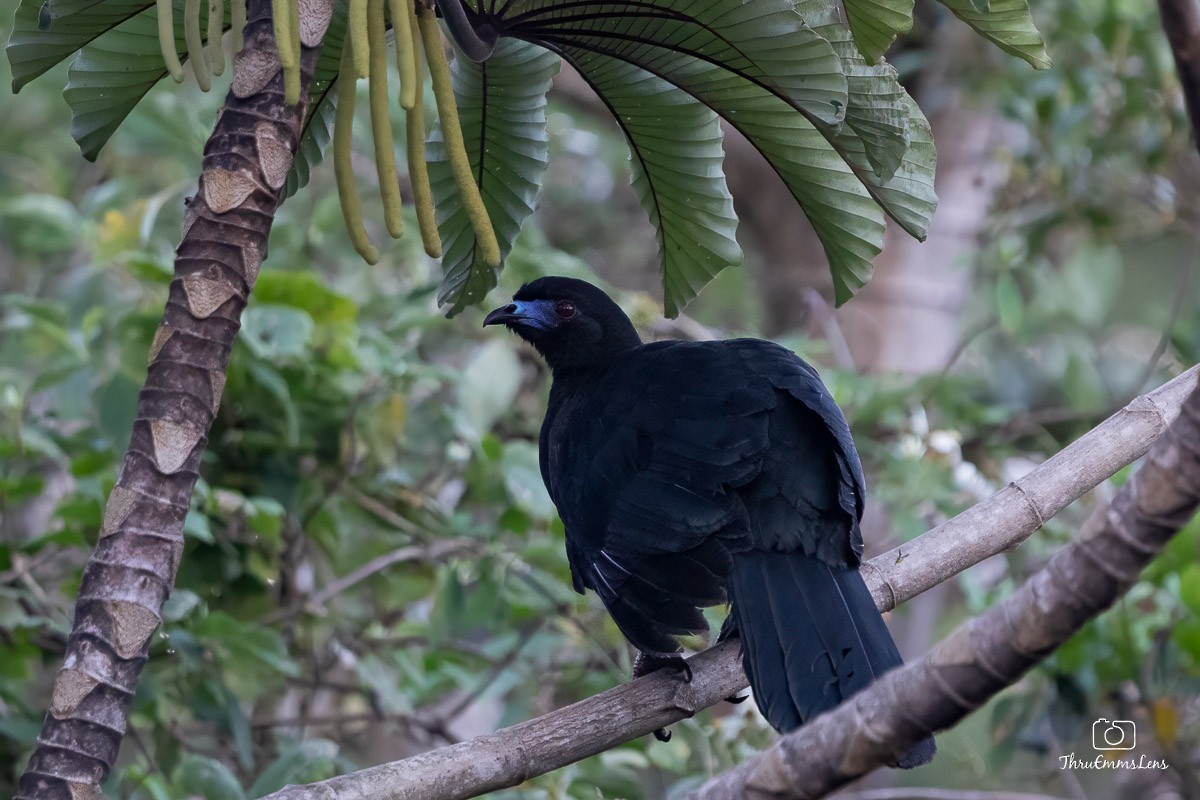 Black Guan - ML636725722