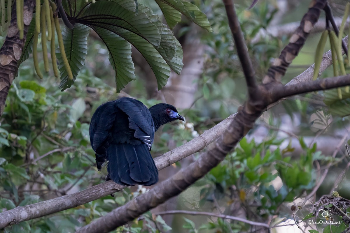 Black Guan - ML636725725