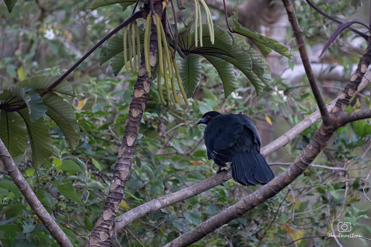 Black Guan - ML636725727