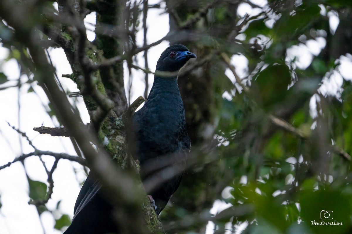 Black Guan - ML636725728