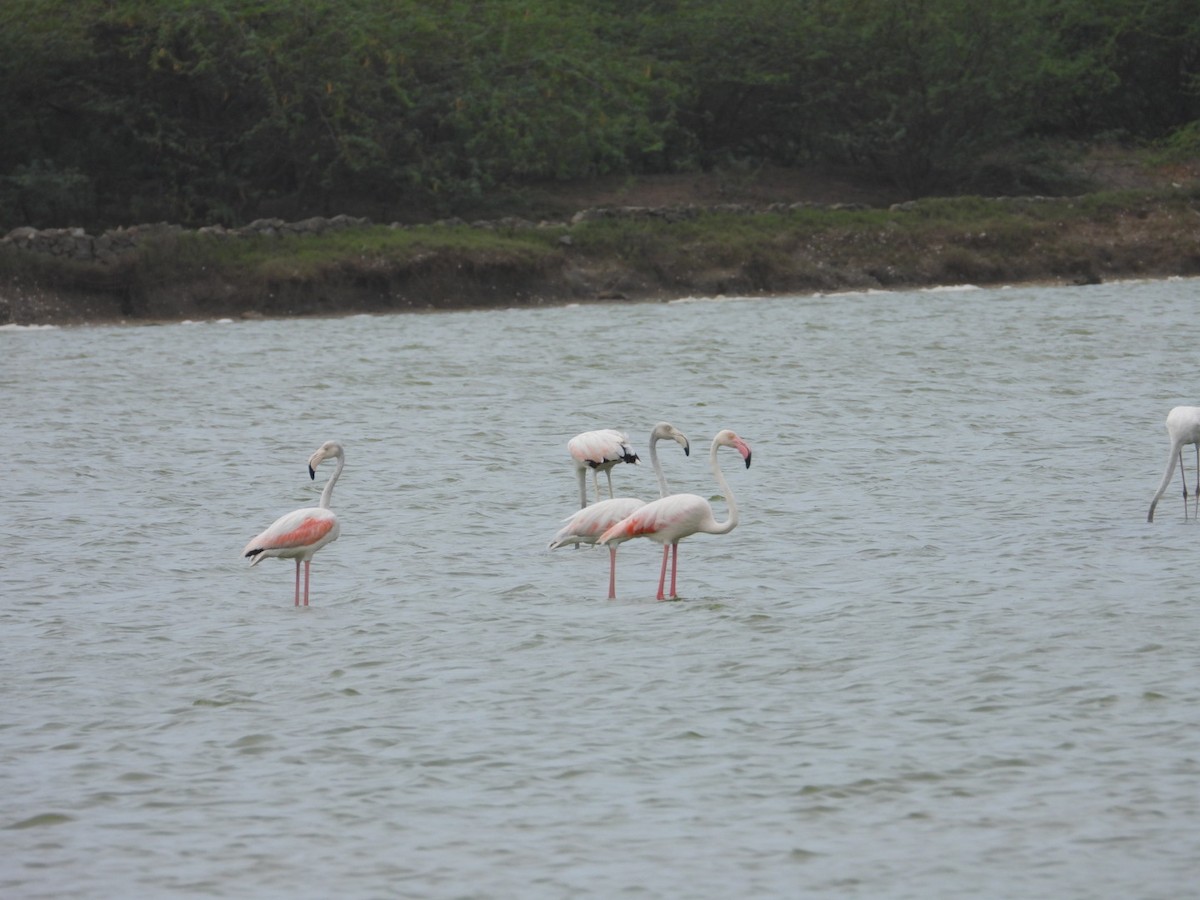 Ягаан нал - ML636725885