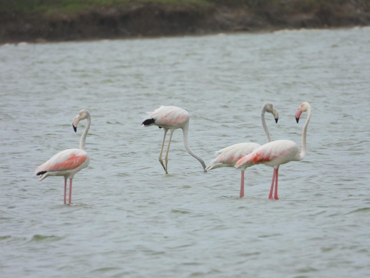 Ягаан нал - ML636725886