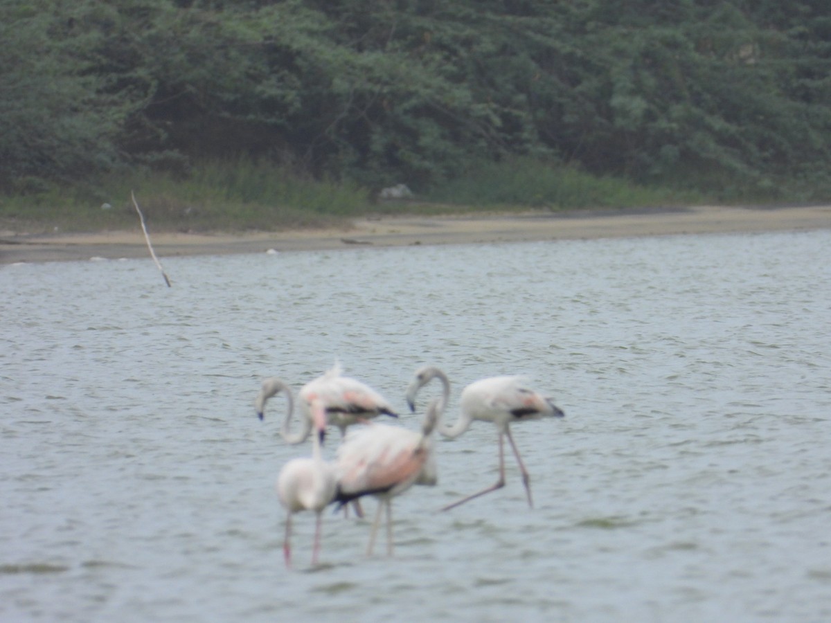 Ягаан нал - ML636725887