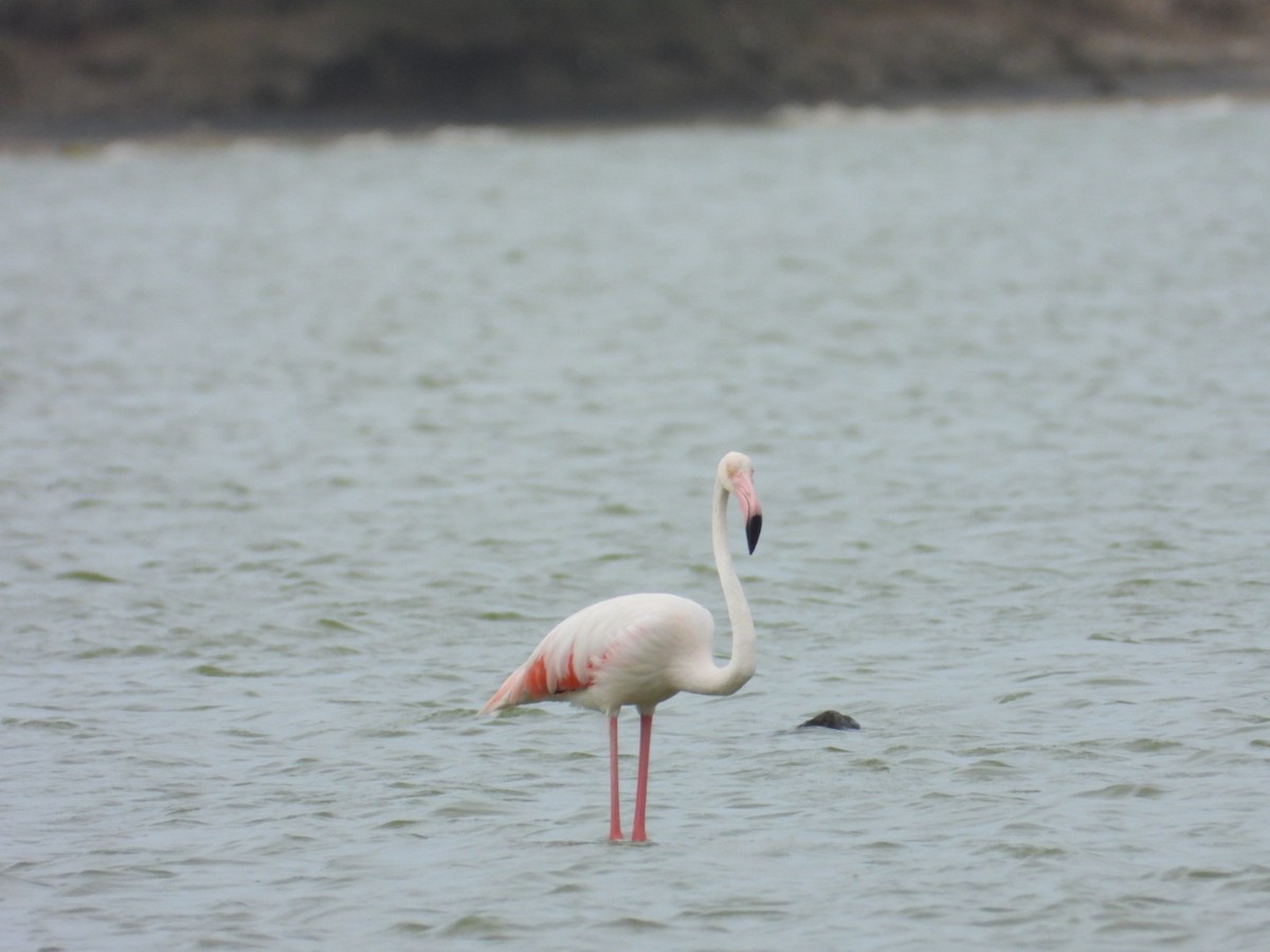 Ягаан нал - ML636725888