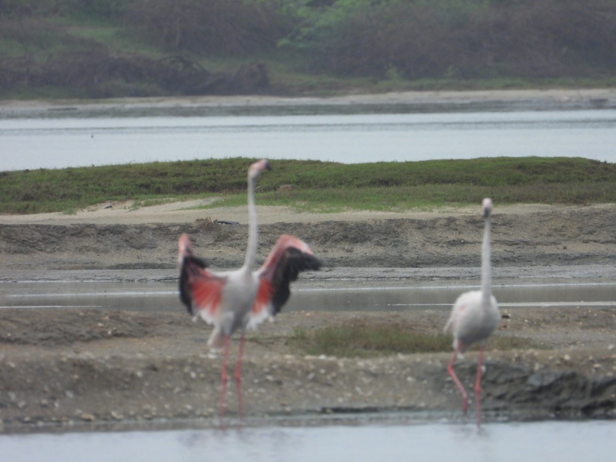 Ягаан нал - ML636725889