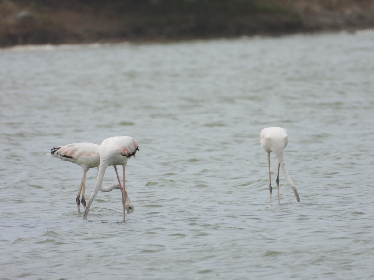 Ягаан нал - ML636725890