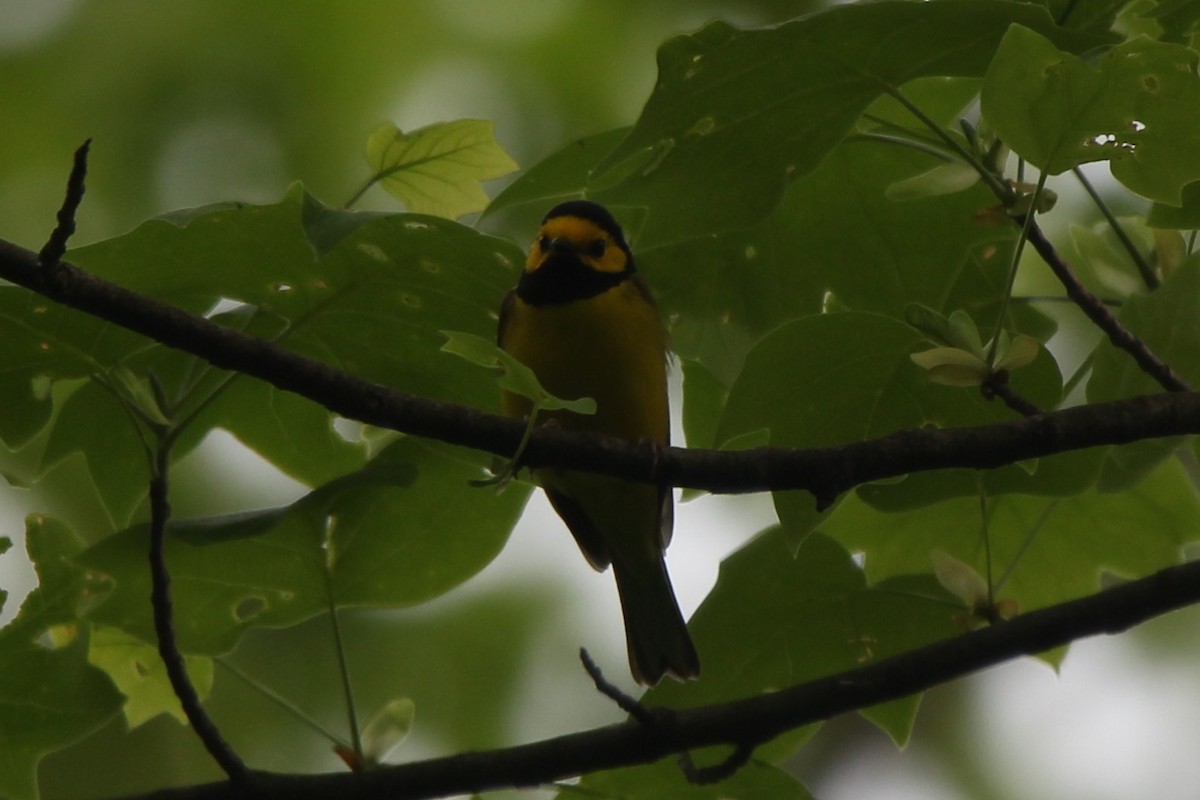 Hooded Warbler - ML636725943