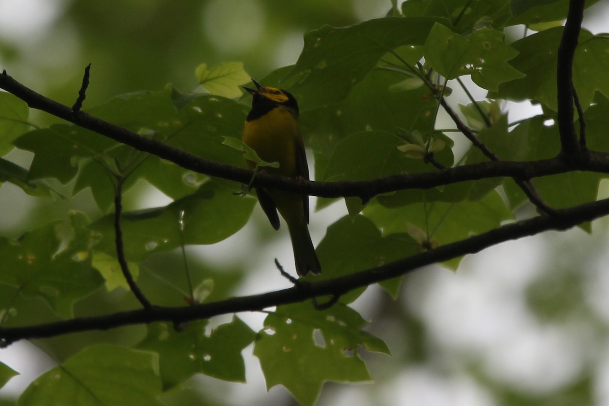 Hooded Warbler - ML636725944