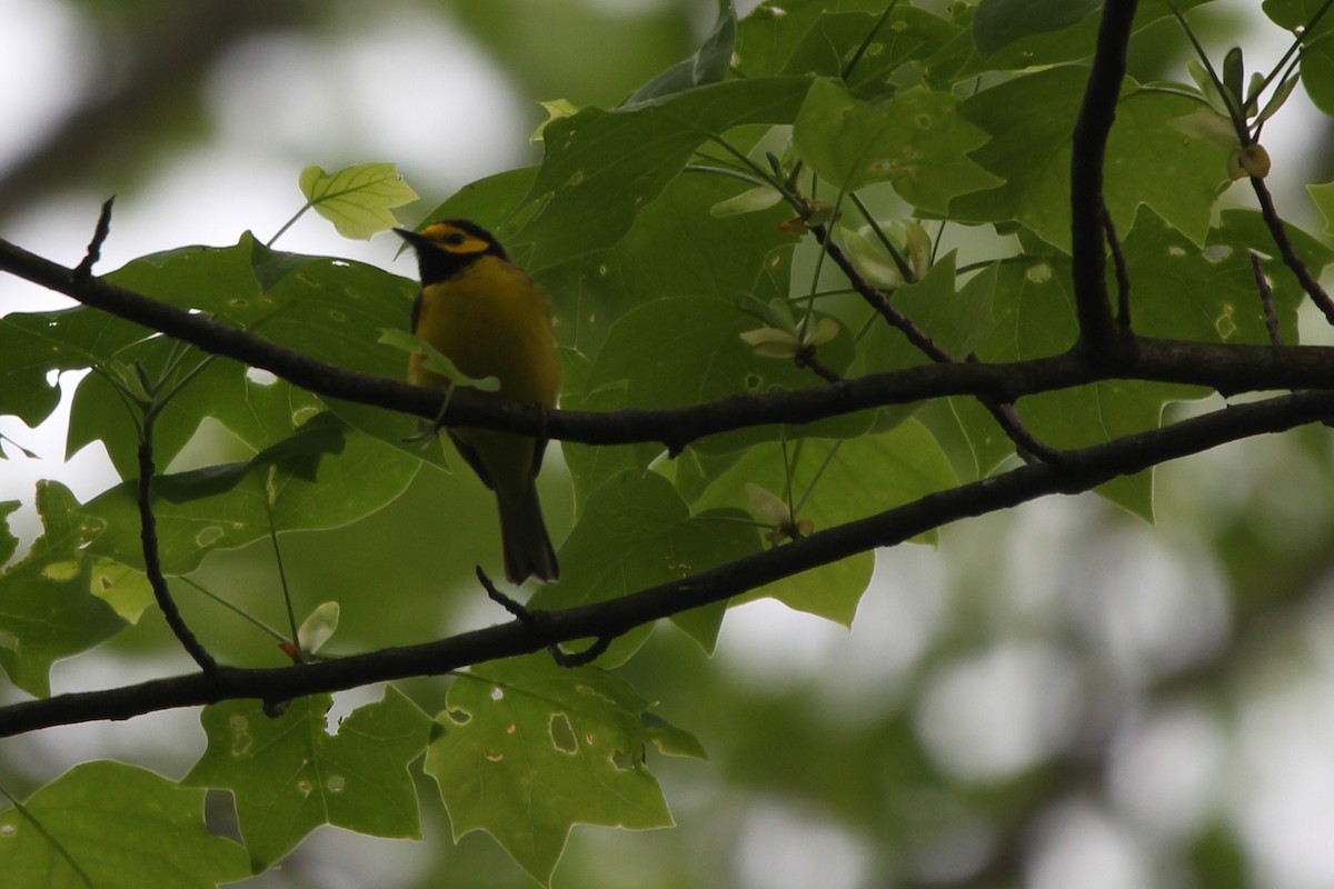 Hooded Warbler - ML636725945