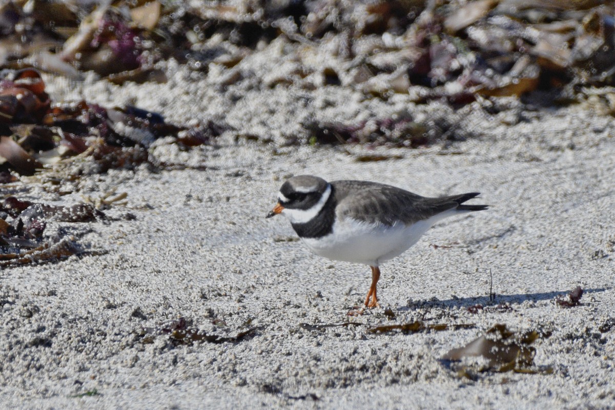 Common Ringed Plover - ML636725949