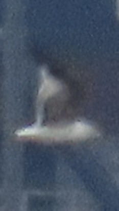 Ring-billed Gull - ML636725993