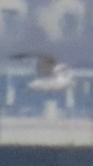 Ring-billed Gull - ML636725994