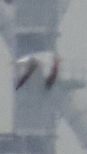 Ring-billed Gull - ML636725996