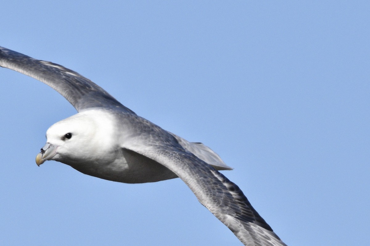 Northern Fulmar - ML636725997