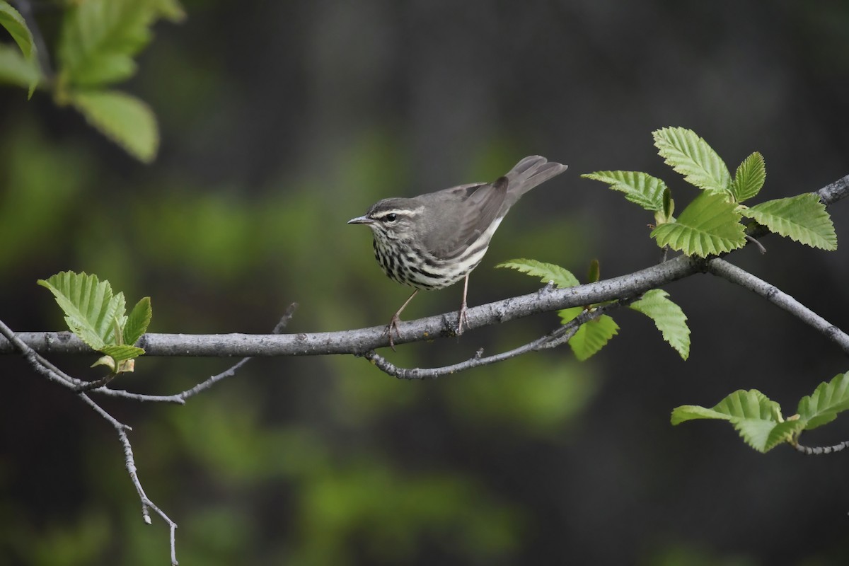 Northern Waterthrush - ML636726076