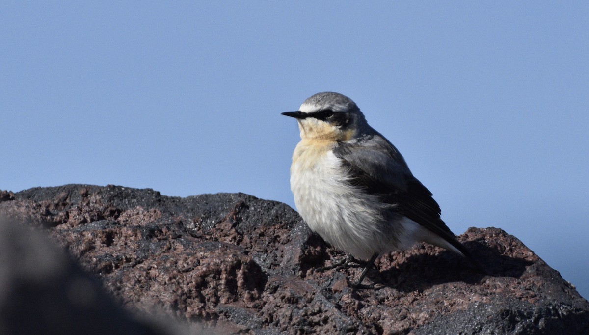 Northern Wheatear - ML636726103