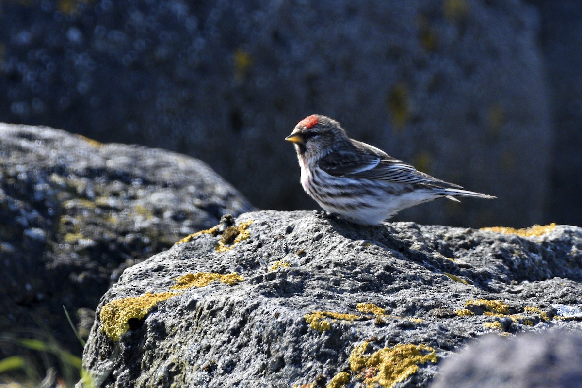 Redpoll - ML636726181