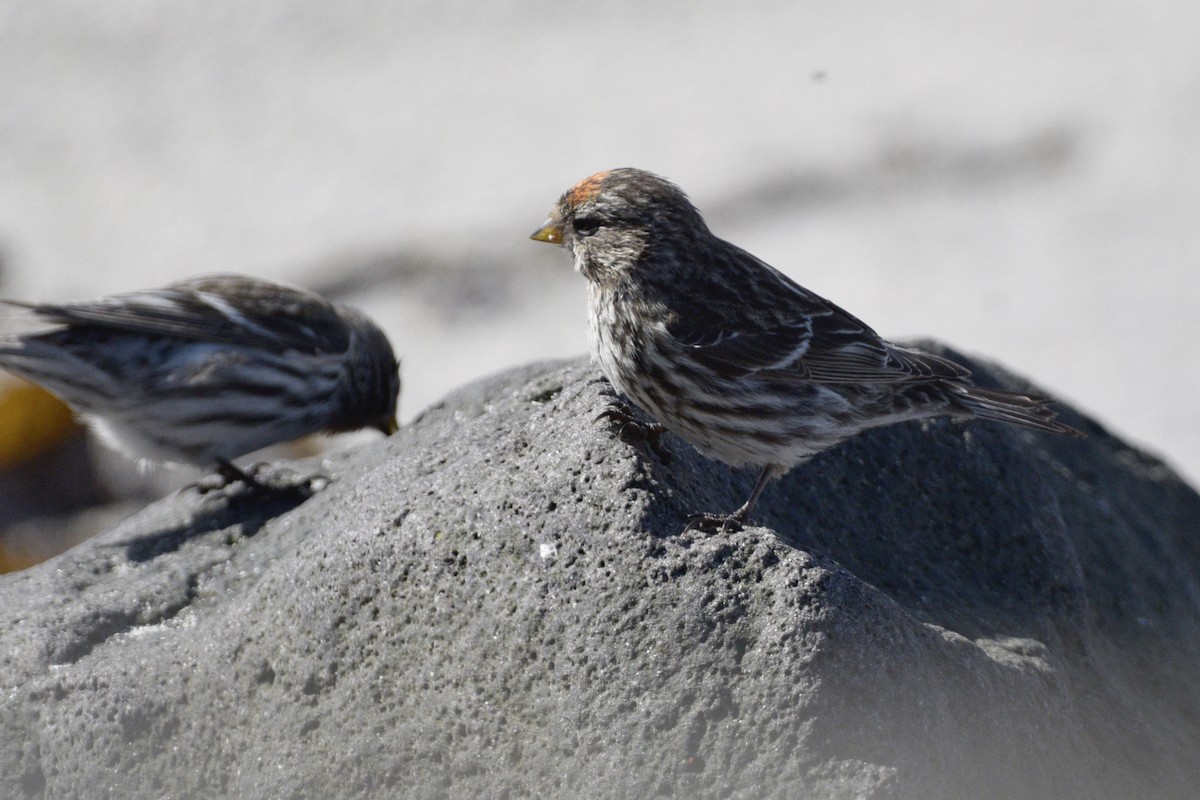 Redpoll - ML636726182