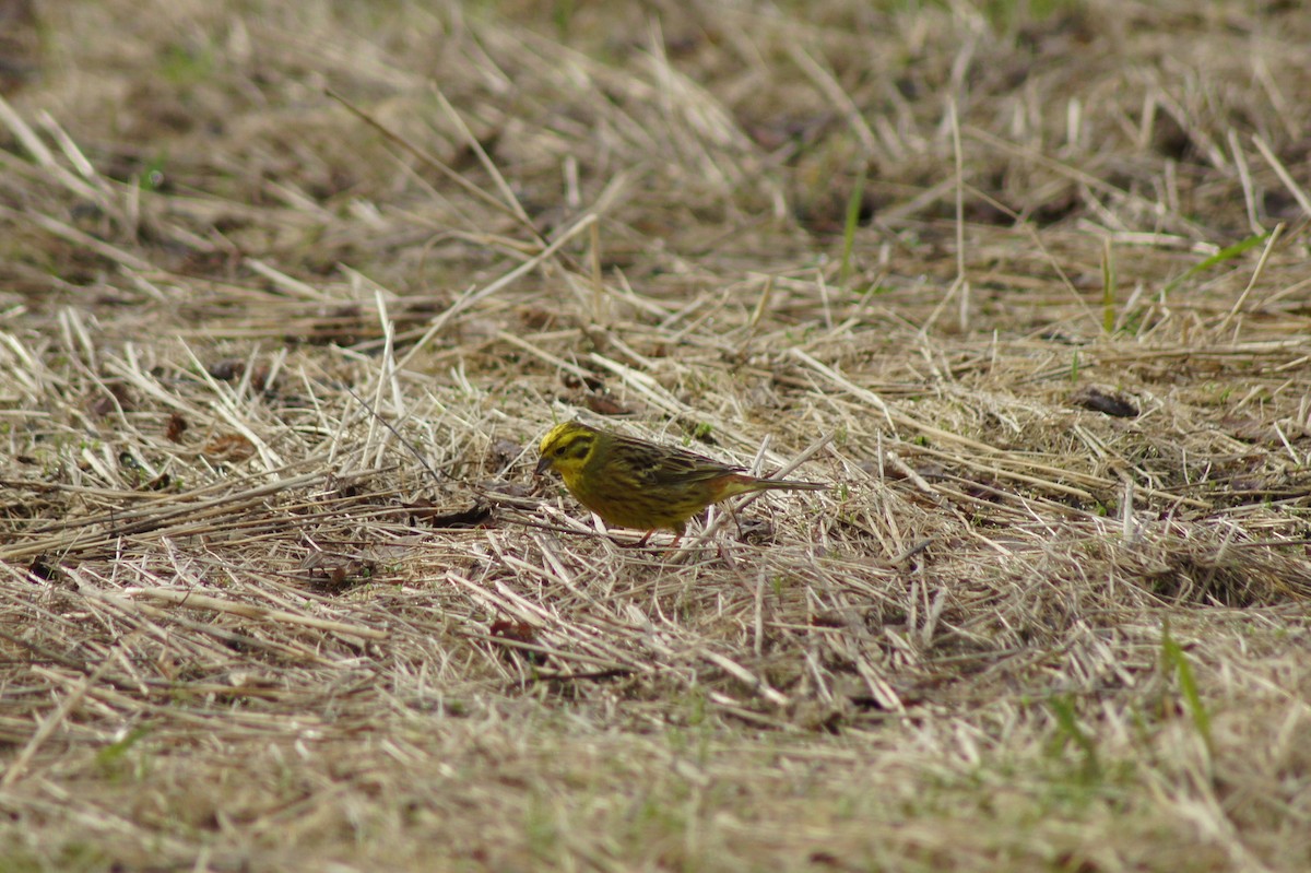Bruant jaune - ML636726317