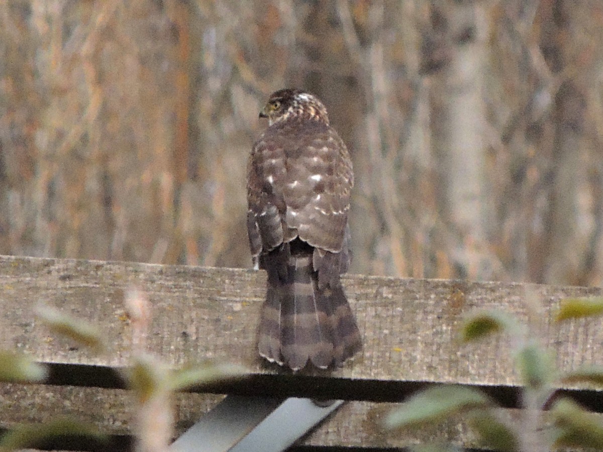 Chilean Hawk - ML636726341
