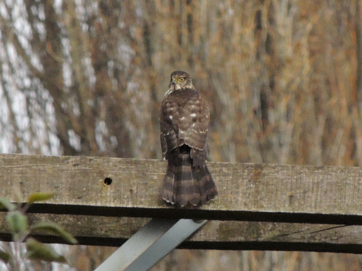 Chilean Hawk - ML636726343