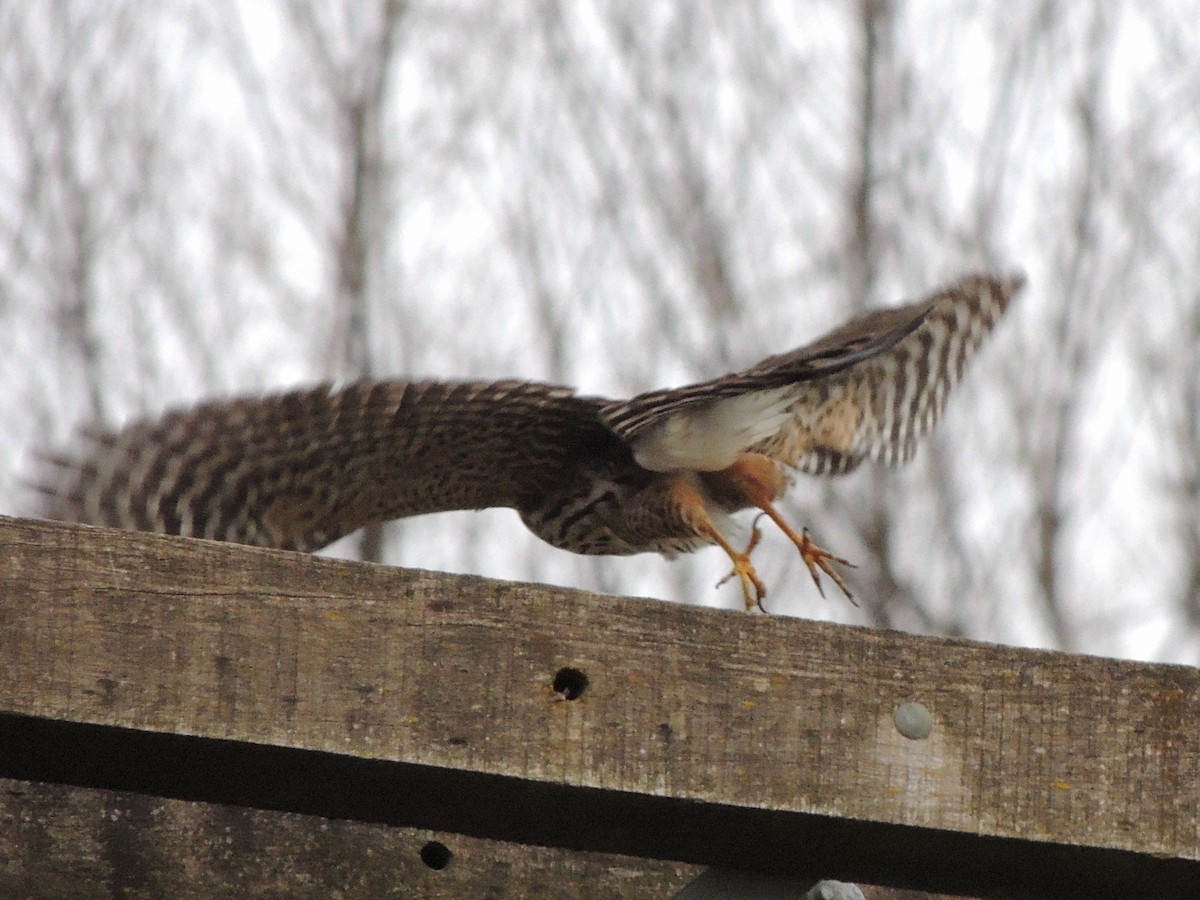 Chilean Hawk - ML636726344