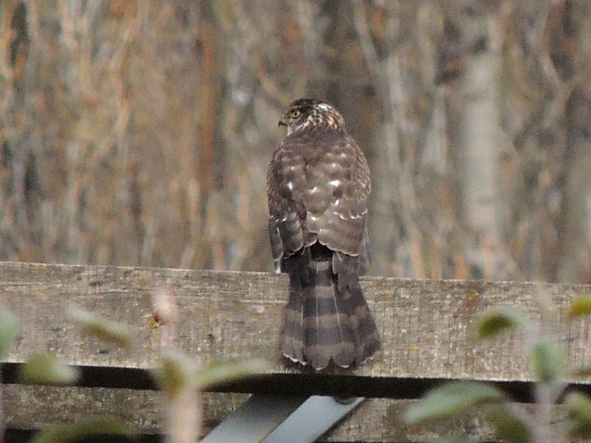 Chilean Hawk - ML636726345