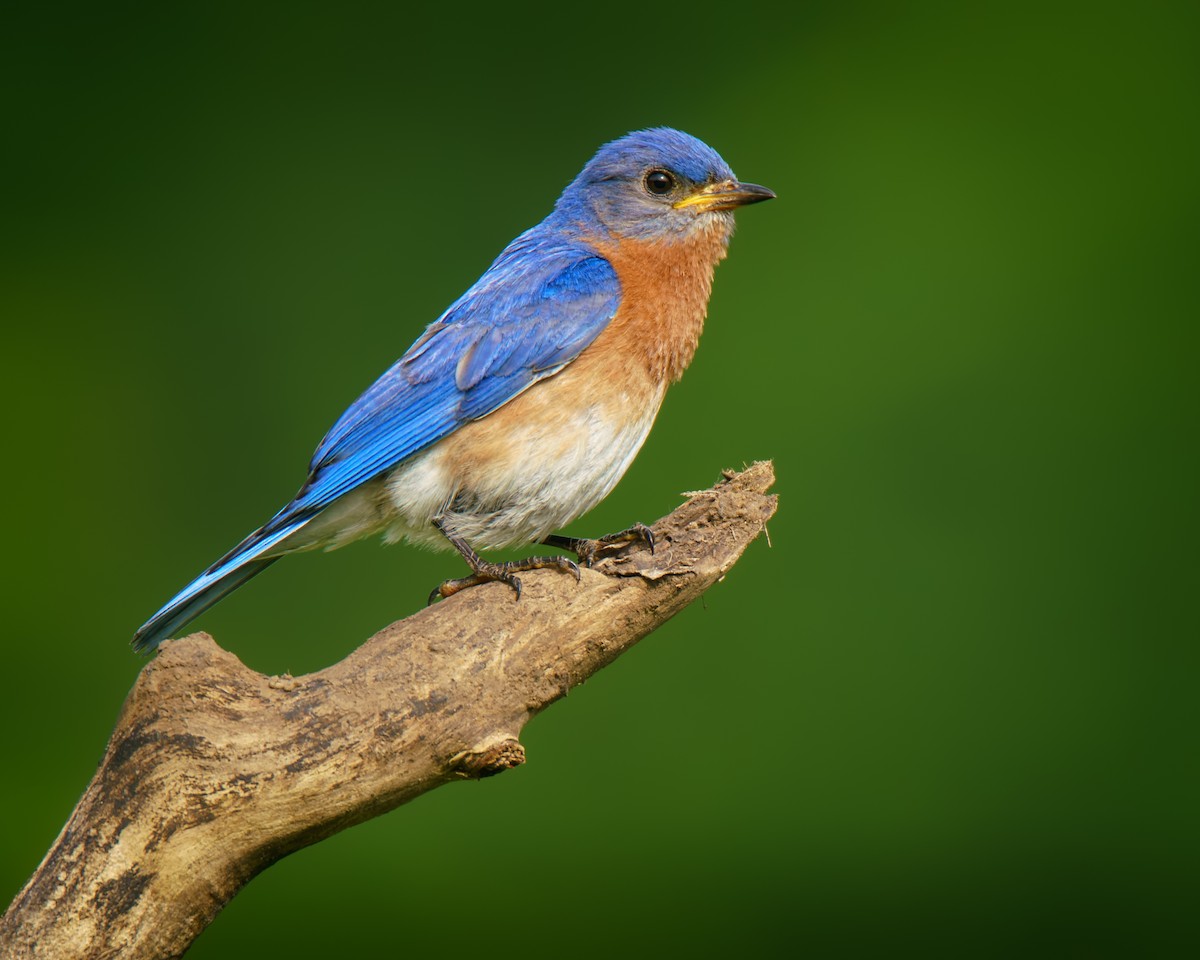 Eastern Bluebird - ML636726392