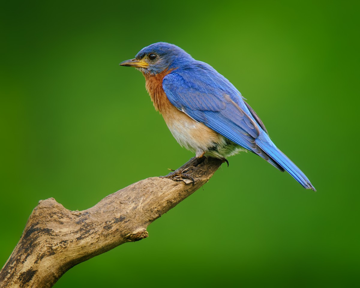 Eastern Bluebird - ML636726394
