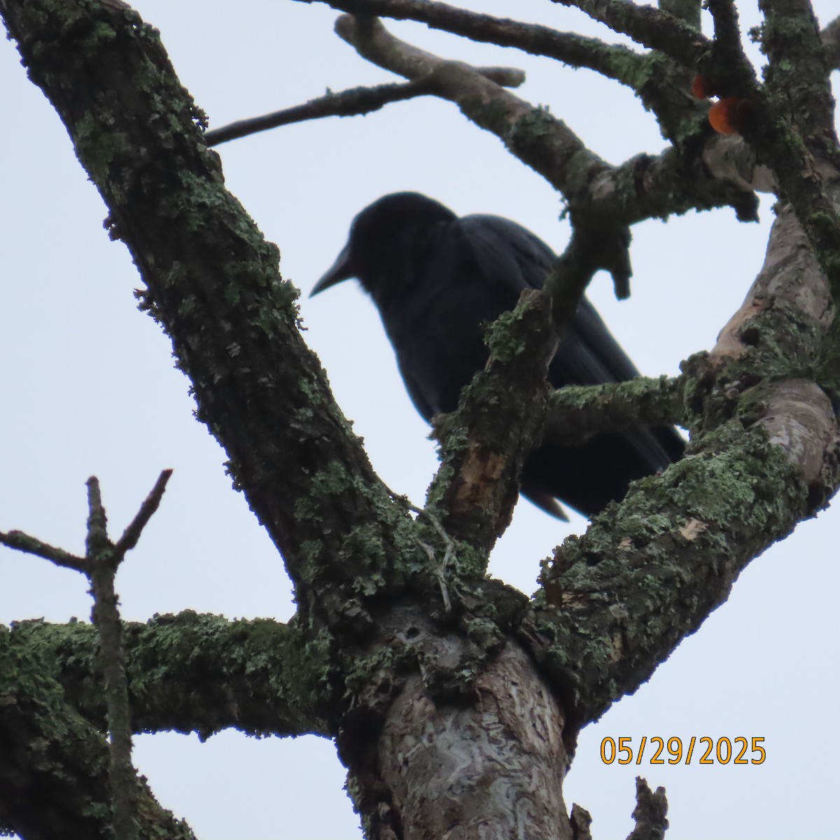 American Crow - ML636726458