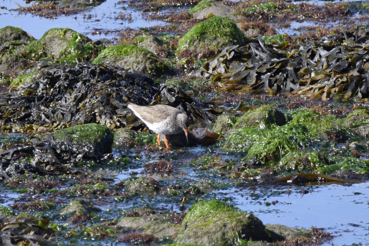 Common Redshank - ML636726543
