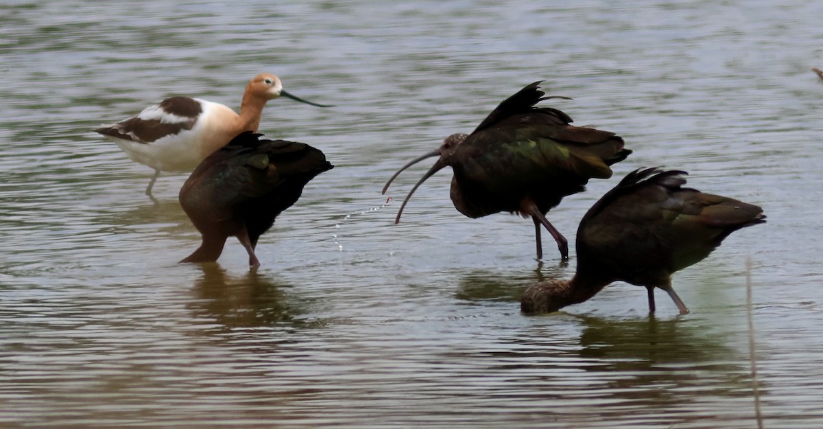 White-faced Ibis - ML636726615
