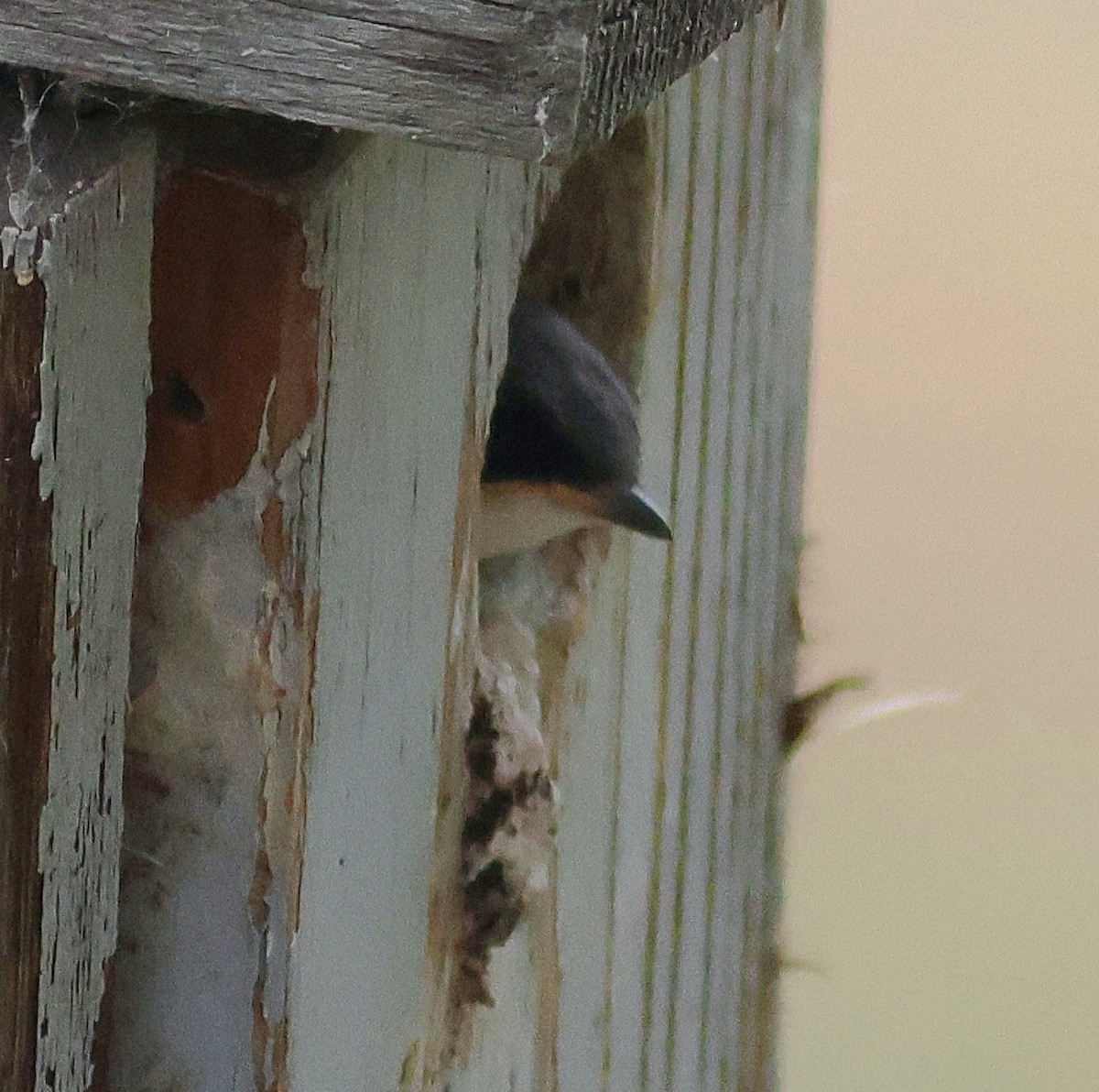 Tree Swallow - ML636726643