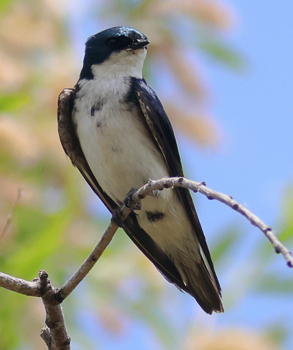 Tree Swallow - ML636726644