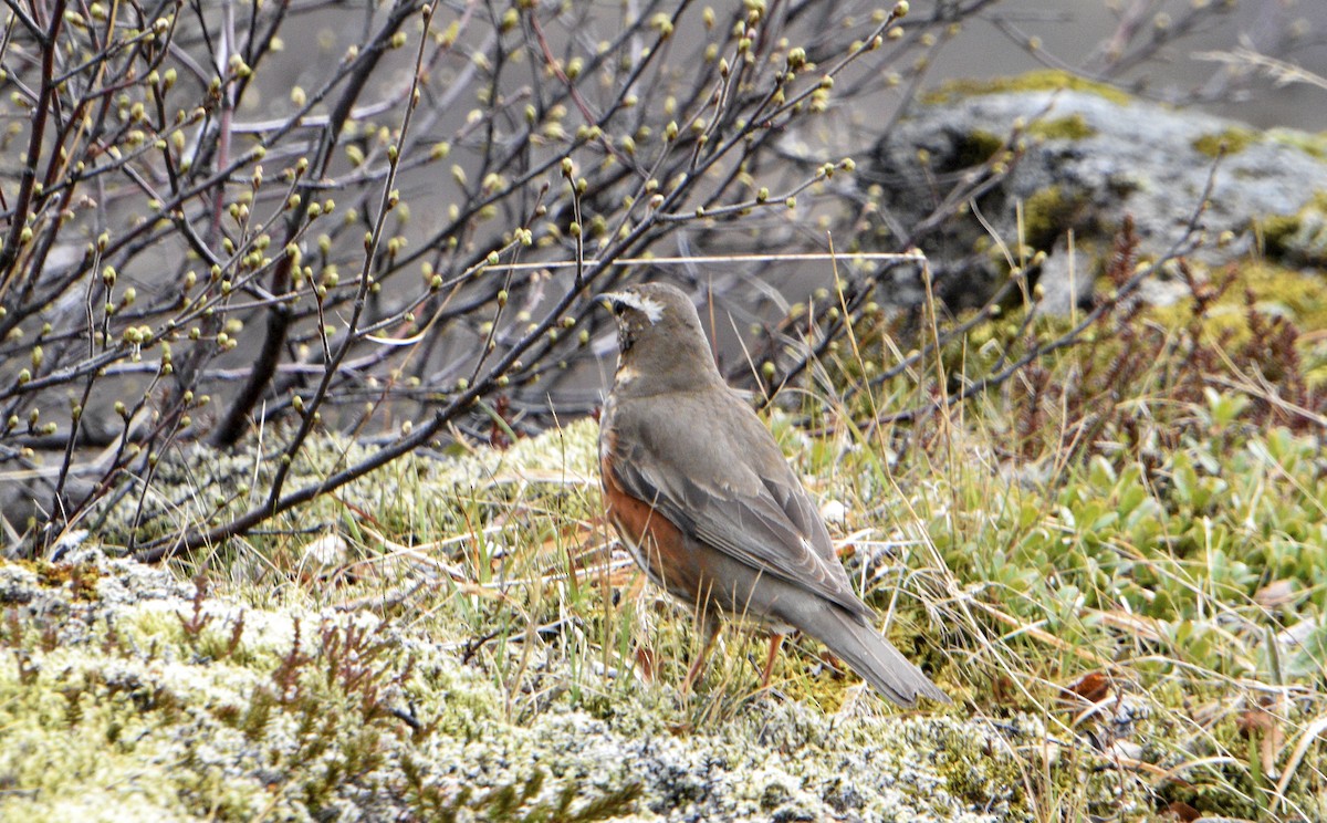 Redwing - ML636726775