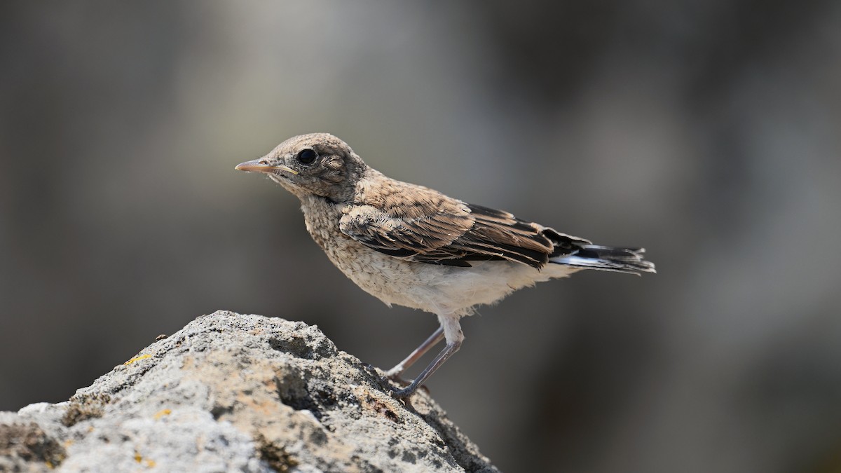Eastern Black-eared Wheatear - ML636726814