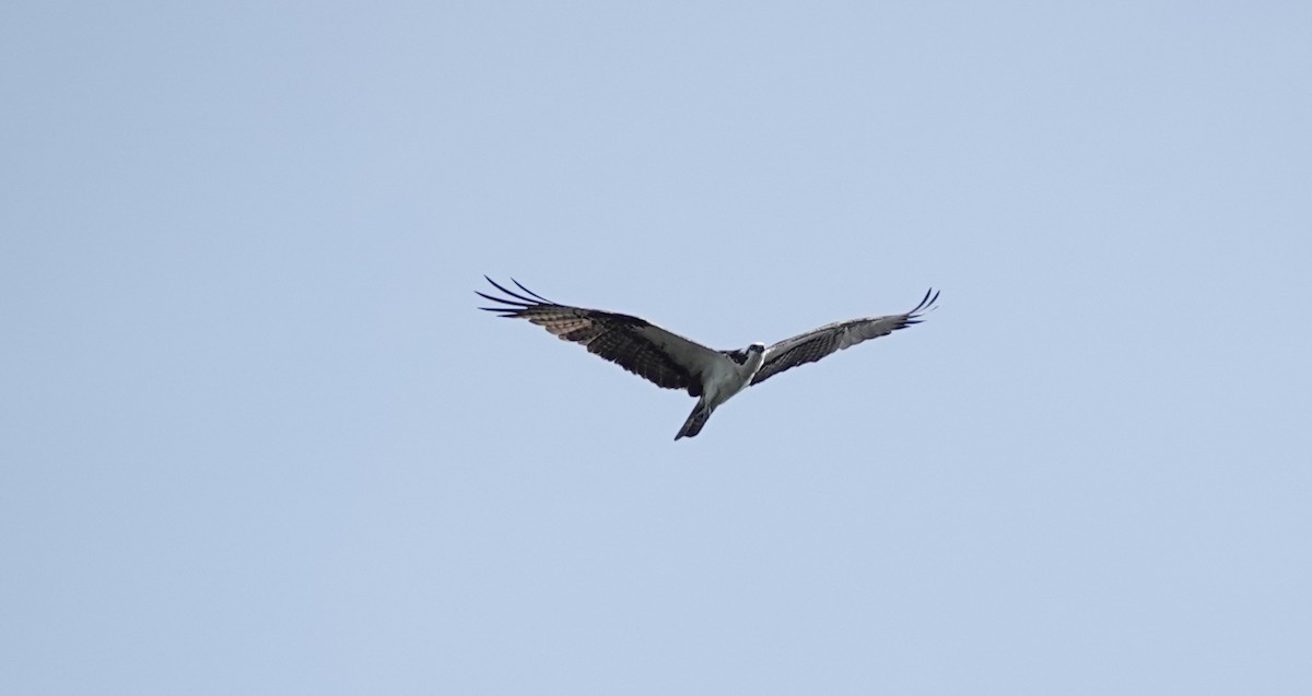 Osprey - ML636726836