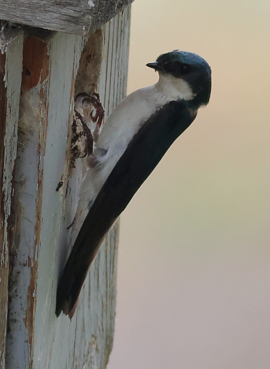 Tree Swallow - ML636726855