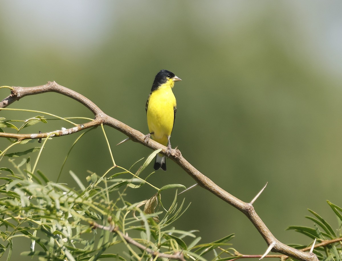 Lesser Goldfinch - ML636726884