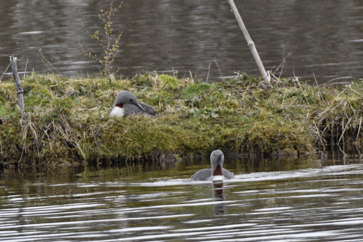 Red-throated Loon - ML636726894