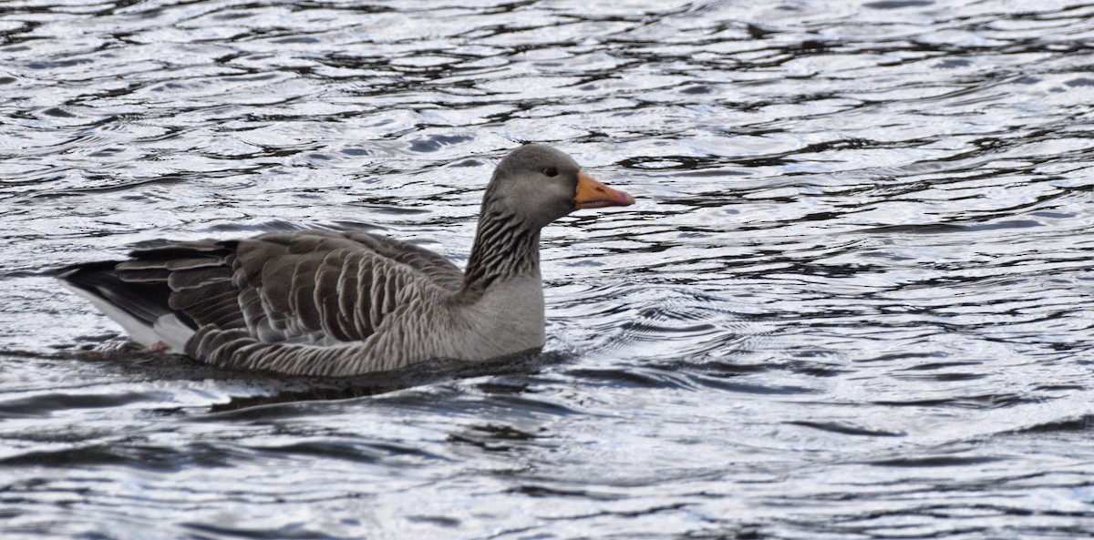 Graylag Goose - ML636726908