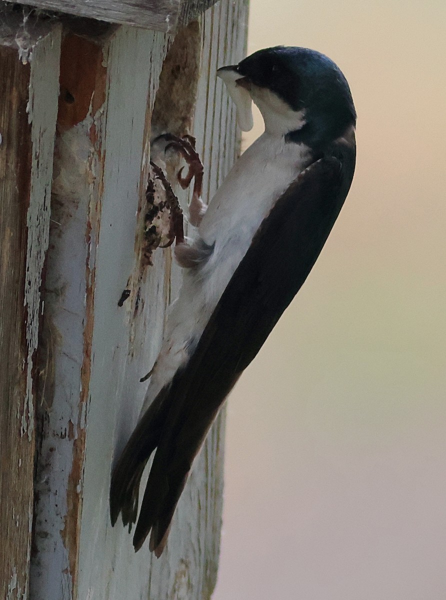 Tree Swallow - ML636726914