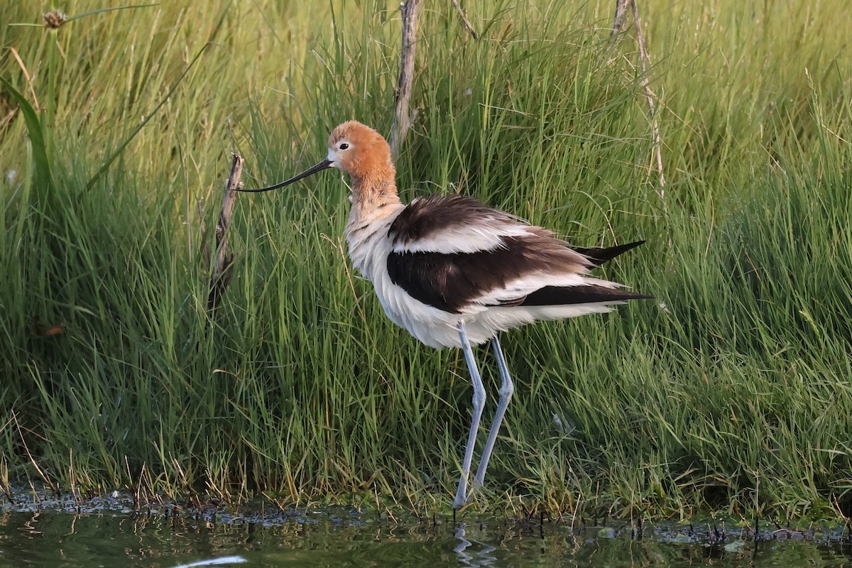 Avocette d'Amérique - ML636727005