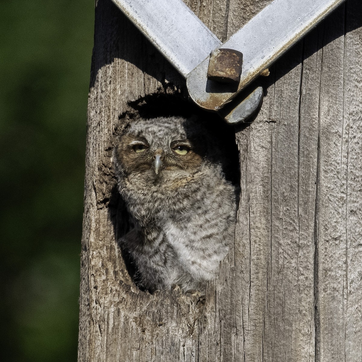 Eastern Screech-Owl - ML636727007