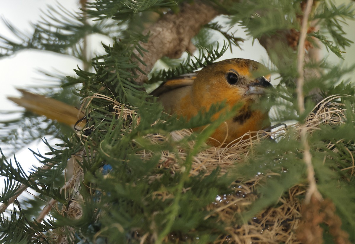 Bullock's Oriole - ML636727049