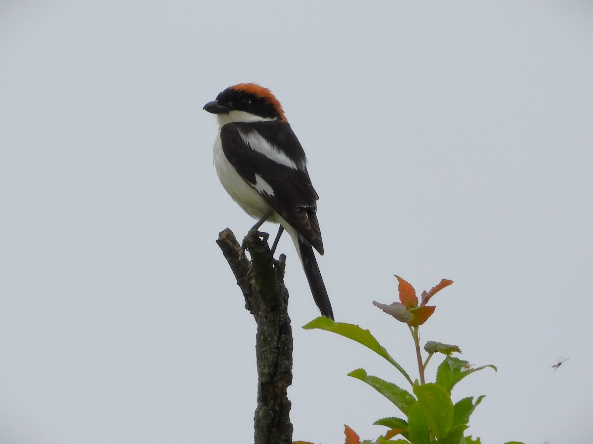 eBird Checklist - 25 May 2025 - Frießnitzer See - Struth (NSG) - 29 species