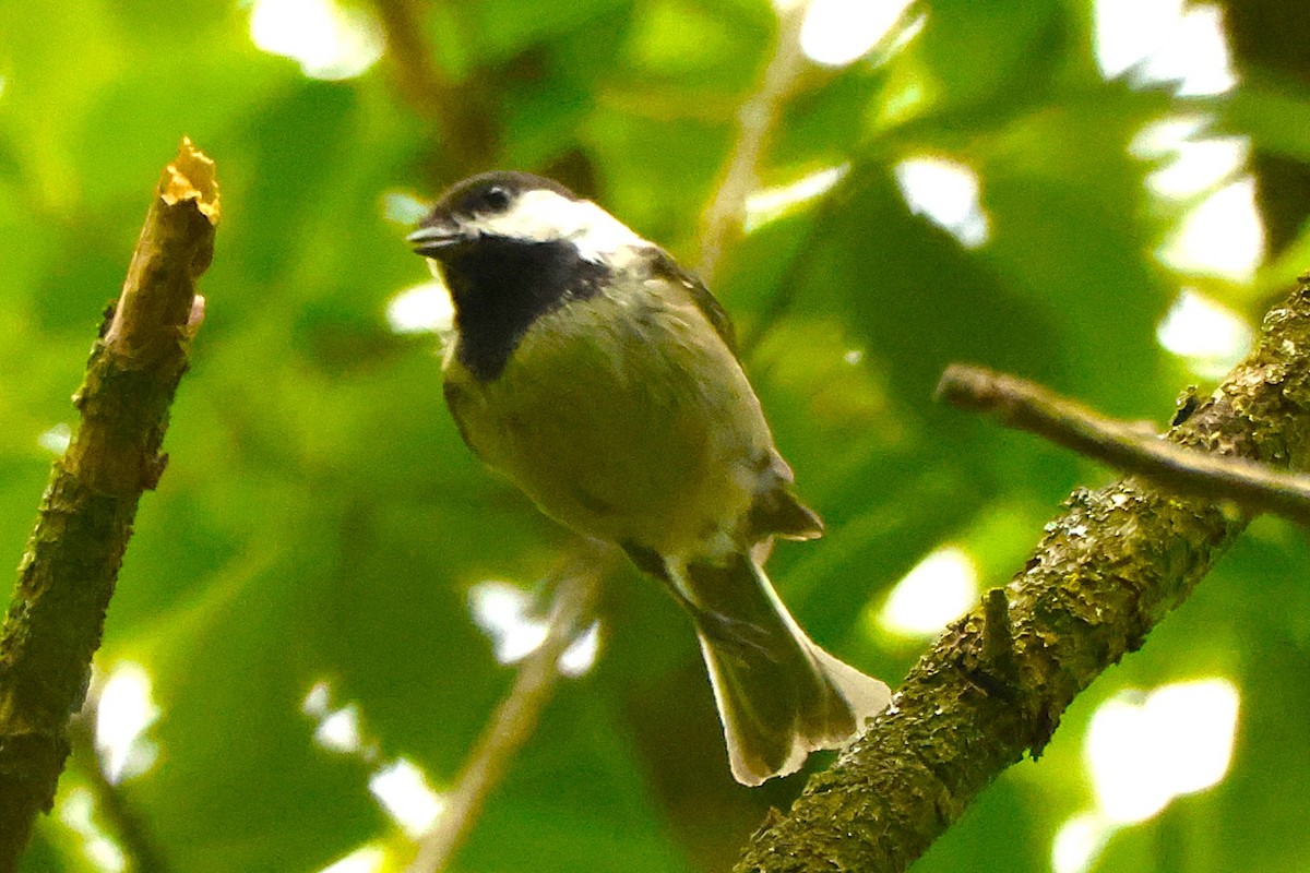 Black-capped Chickadee - ML636727203
