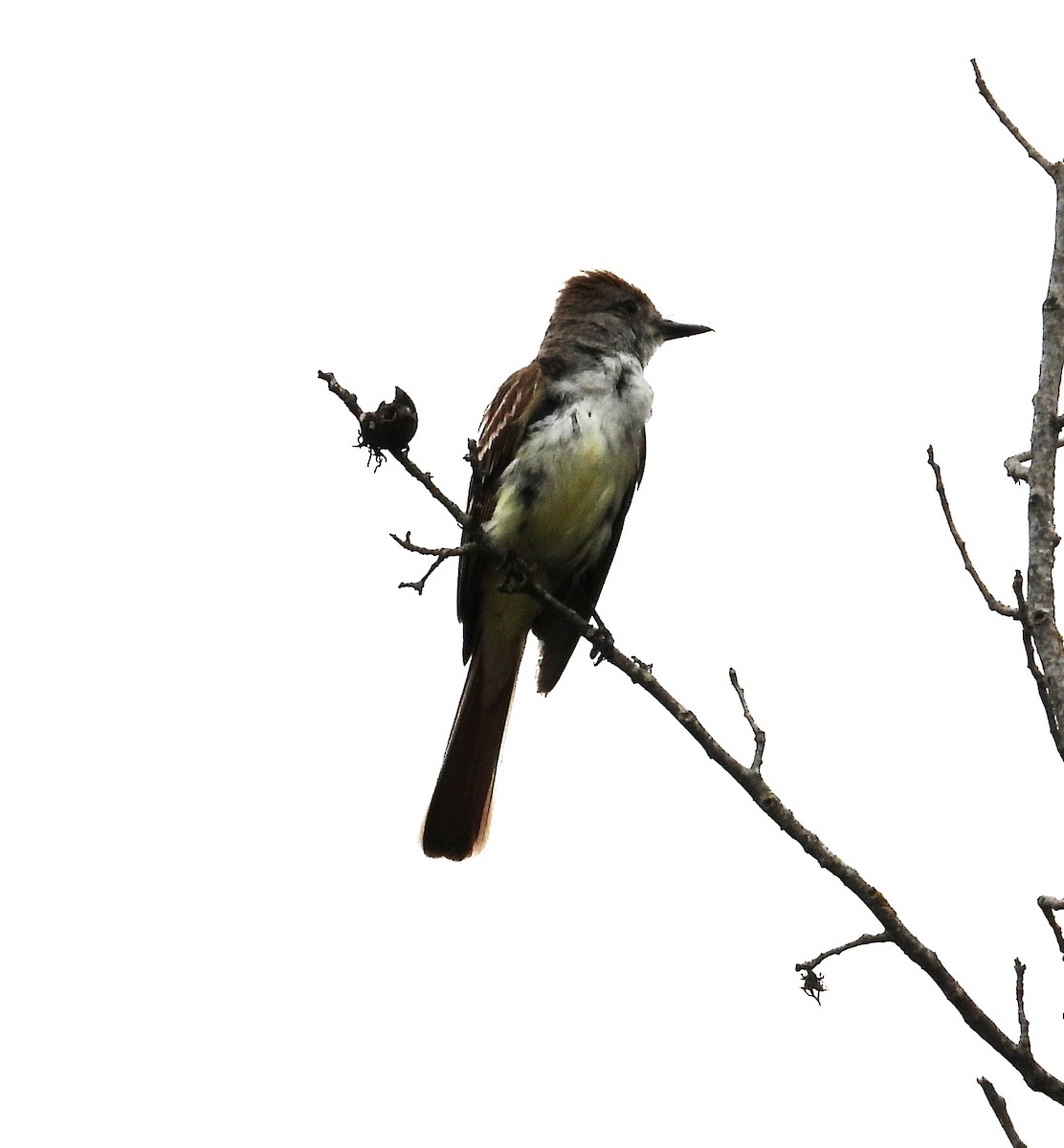 Ash-throated Flycatcher - ML636727204