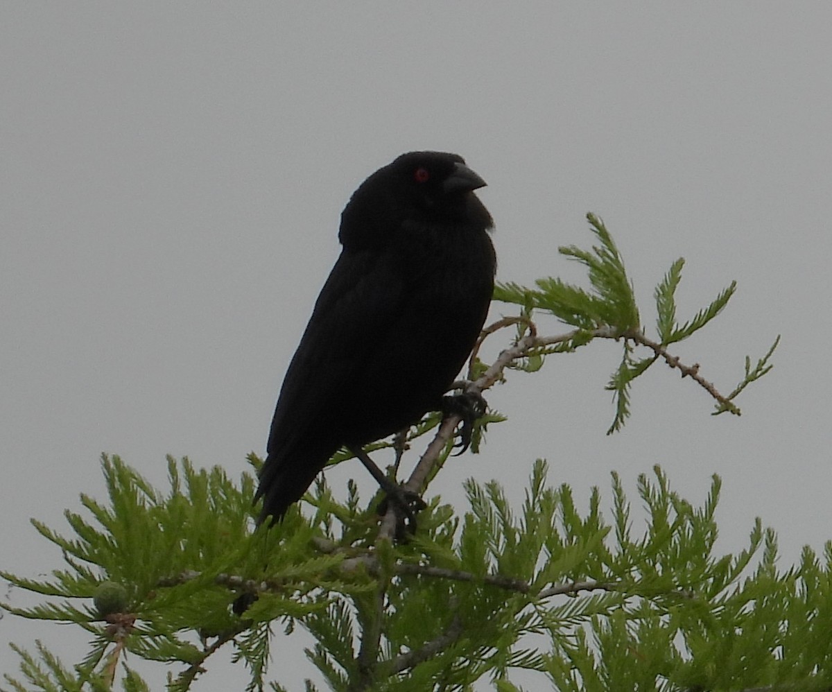 Bronzed Cowbird - ML636727232