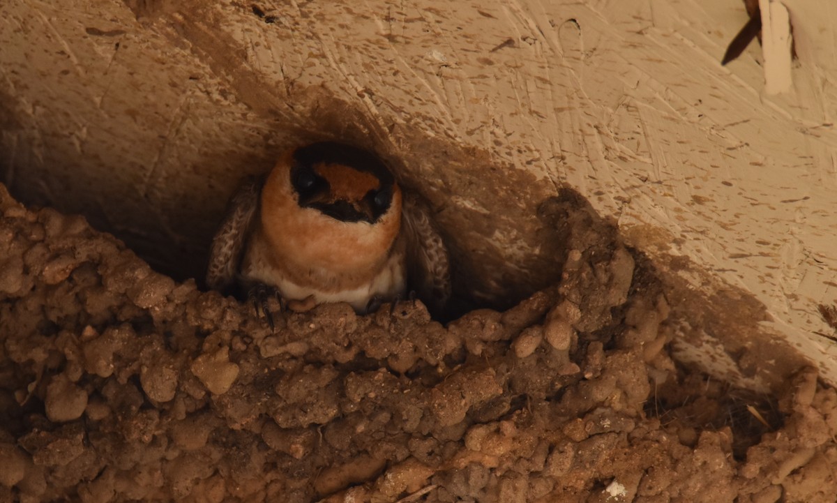 Cave Swallow - ML636727327